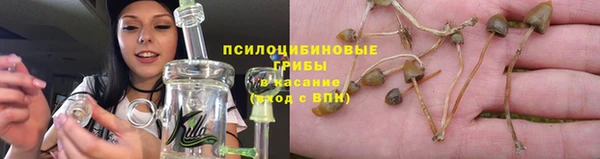 apvp Алзамай
