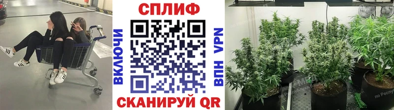 Бошки марихуана сатива Чусовой